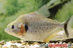 Vertikalstreifen-Piranha, Serrasalmus humeralis
