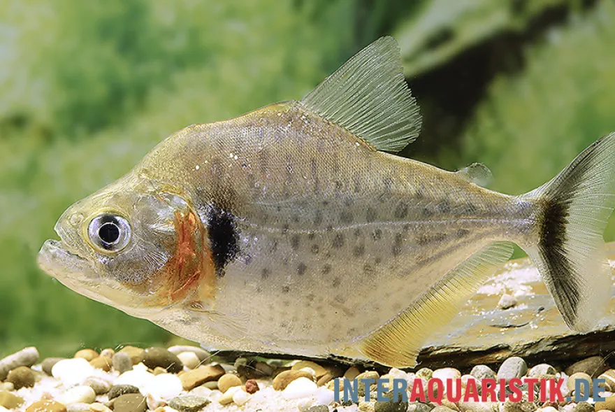 Vertikalstreifen-Piranha, Serrasalmus humeralis