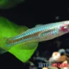 Vielfarbiger Leuchtaugenfisch, Aplocheilichthys pumilus