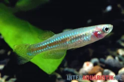 Vielfarbiger Leuchtaugenfisch, Aplocheilichthys pumilus