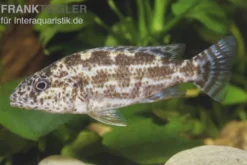 Vielfleckmaulbrüter, Nimbochromis polystigma