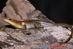 Vielstreifenmabuye, Mabuya multifasciata, gemischt