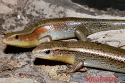 Vielstreifenmabuye, Mabuya multifasciata, gemischt