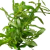 Vierblättriger Wasserstern, Pogostemon quadrifolius (Octopus), im Topf