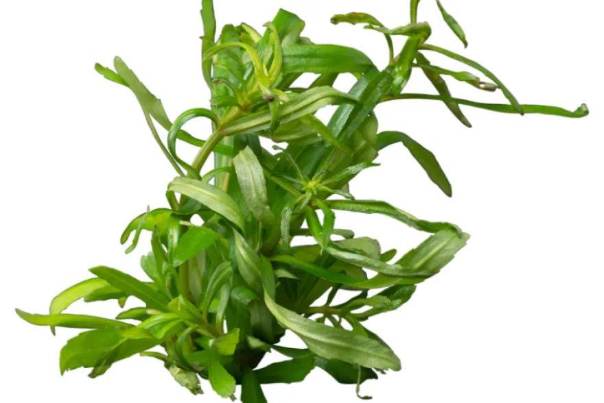 Vierblättriger Wasserstern, Pogostemon quadrifolius (Octopus), im Topf
