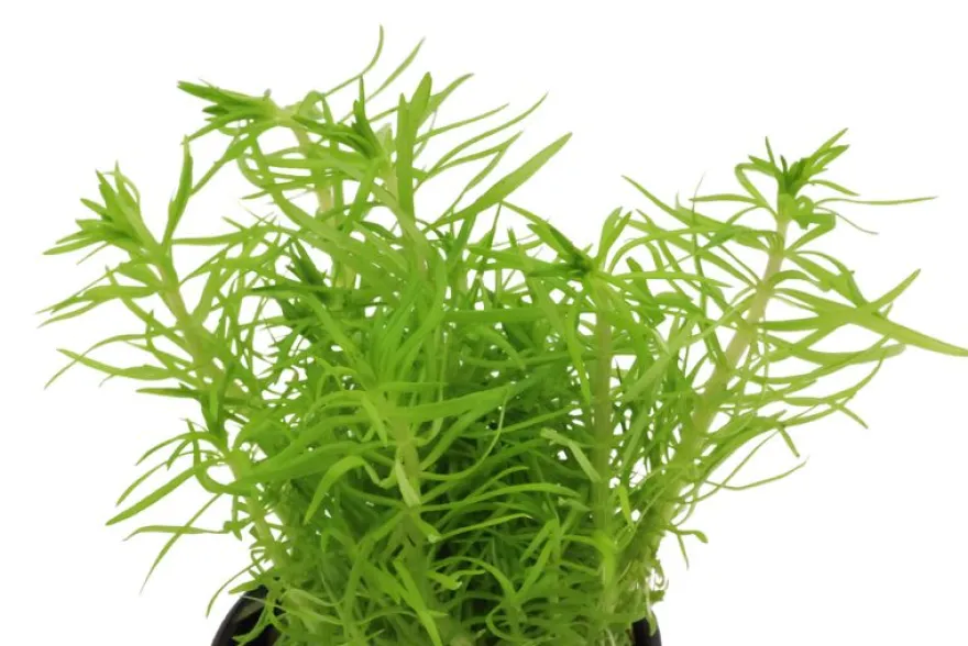 Vierblättriger Wasserstern, Pogostemon quadrifolius (Octopus), im Topf