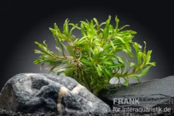 Vierblättriger Wasserstern, Pogostemon quadrifolius (Octopus), im Topf