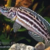 Vierstreifen-Lamprologus, Lepidiolamprologus nkambae, 3-4 cm