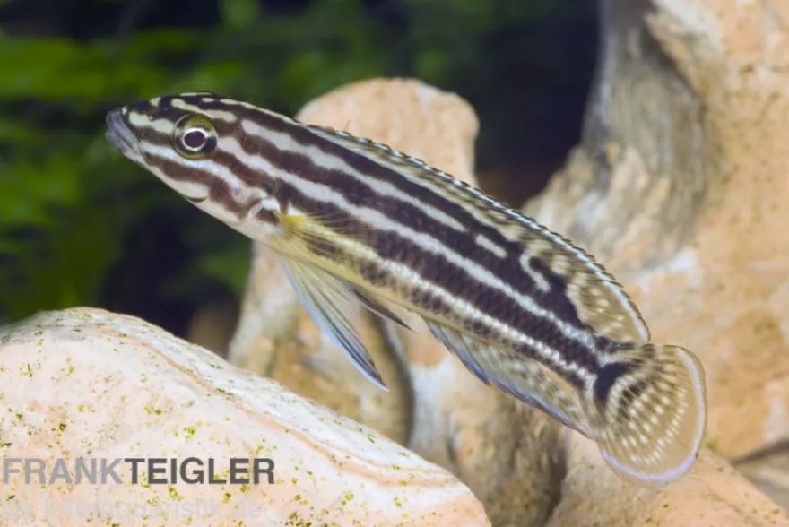 Vierstreifen-Schlankcichlide, Julidochromis regani KIPILI, 4-5 cm DNZ