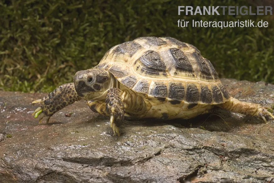 Vierzehenschildkröte, Testudo horsfieldii