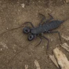 Vietnamesischer Geißelskorpion, Typopeltis laurentianus
