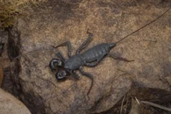 Vietnamesischer Geißelskorpion, Typopeltis laurentianus