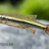 Vietnamesischer Kardinalfisch, Tanichthys micagemmae