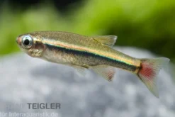 Vietnamesischer Kardinalfisch, Tanichthys micagemmae