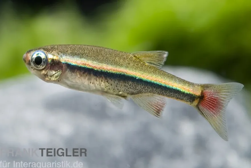 Vietnamesischer Kardinalfisch, Tanichthys micagemmae
