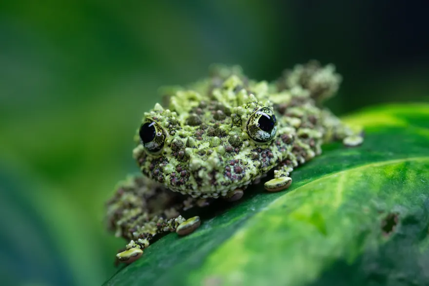 Vietnam-Moosfrosch, Theloderma corticale
