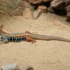 Vietnam-Schmetterlingsagame, Leiolepis guttata