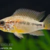 Villavicencio-Buntbarsch, Apistogramma macmasteri