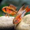 Villavicencio-Zwergbuntbarsch "Red Mask", Apistogramma macmasteri Red Mask