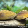 Violette Batissa-Muschel, Batissa violacea