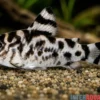 Vulcan-Panzerwels, Hoplisoma sp. CW111