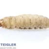 Wachsmaden (Bienenmaden/Wachsmottenlarven), Dose 18 g