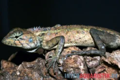 Waldgarteneidechse, Calotes emma