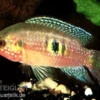 Waldjuwelenbarsch, Hemichromis cristatus