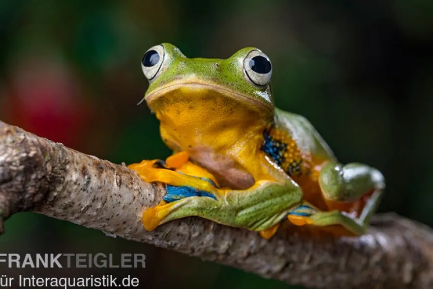 Wallace-Flugfrosch, Rhacophorus nigropalmatus