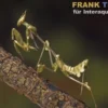 Wandelnde Geige, Gongylus gongylodes