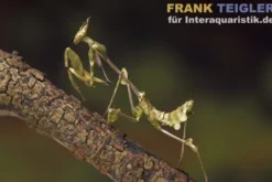 Wandelnde Geige, Gongylus gongylodes