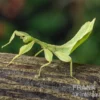 Wandelndes Blatt, Phyllium phillipinicum