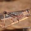 Wanderheuschrecken, subadult, ca. 100 Stück