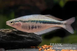 Wapoga-Regenbogenfisch, Chilatherina alleni, DNZ, 4-5 cm