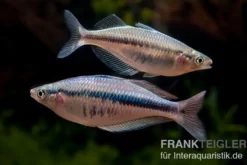 Wapoga-Regenbogenfisch, Chilatherina alleni, DNZ, 4-5 cm