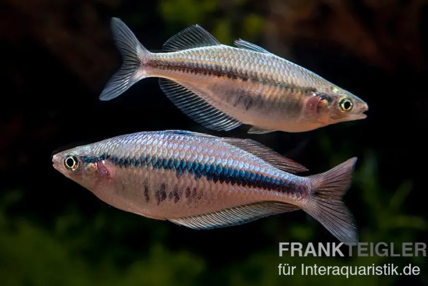 Wapoga-Regenbogenfisch, Chilatherina alleni, DNZ, 4-5 cm