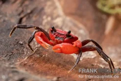 Wasserfall-Krabbe, Phricothelphusa limula