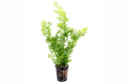 Wasserhornfarn, Ceratopteris thalictroides, im Topf