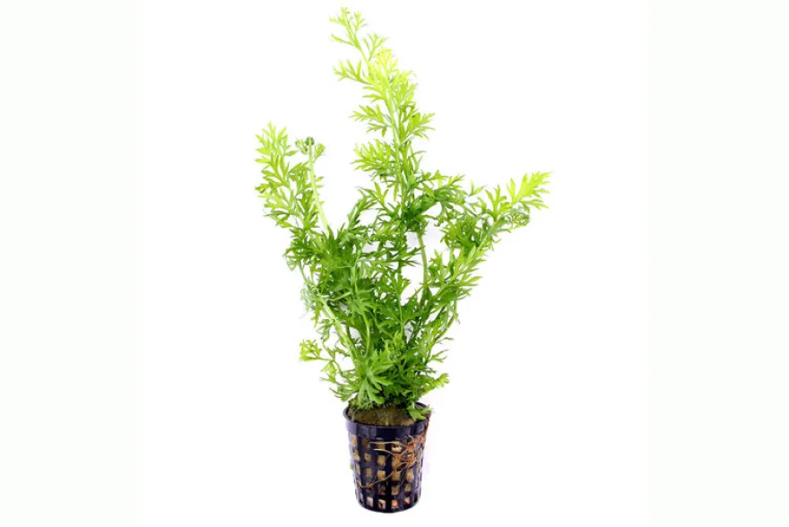 Wasserhornfarn, Ceratopteris thalictroides, im Topf