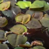 Wasserwolfsmilch, Phyllanthus fluitans, 250 ml Becher