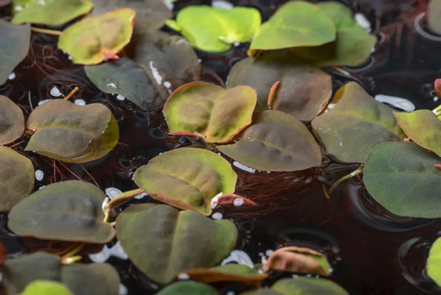 Wasserwolfsmilch, Phyllanthus fluitans, In Vitro