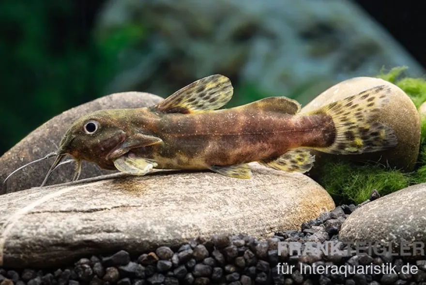 Waterlots Fiederbartwels, Synodontis waterloti