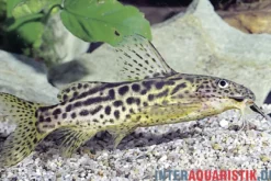 Waterlots Fiederbartwels, Synodontis waterloti