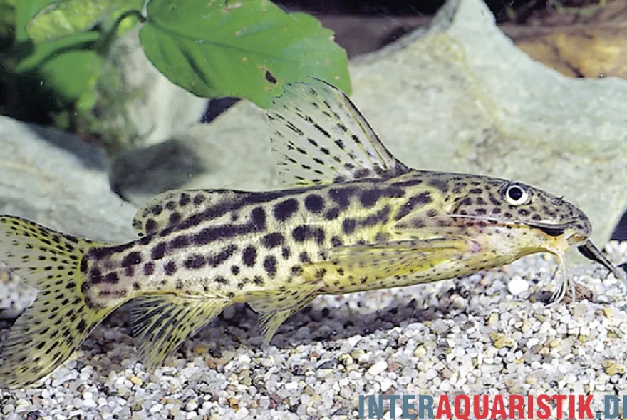 Waterlots Fiederbartwels, Synodontis waterloti