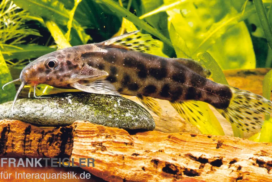 Waterlots Fiederbartwels, Synodontis waterloti