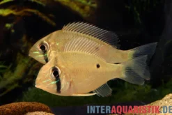Wavrins Buntbarsch, Biotodoma wavrini, 6-8 cm