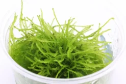 Weepingmoos, Vesicularia ferriei, In Vitro