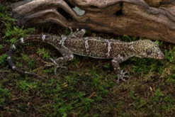 Weißaugen-Bogenfingergecko, Cyrtodactylus elok