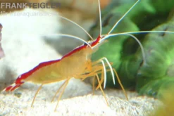 Weißband-Putzergarnele, Lysmata amboinensis, 3-4 cm