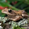 Weißbart-Ruderfrosch, Rhacophorus leucomystax